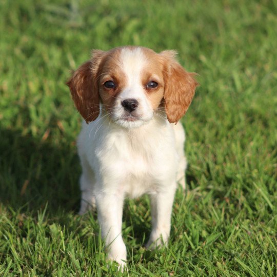 chiot Epagneul breton U4NRO des plumes des marais du Cotentin Des Plumes Des Marais Du Cotentin