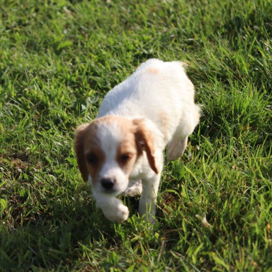 chiot Epagneul breton U4NRO des plumes des marais du Cotentin Des Plumes Des Marais Du Cotentin