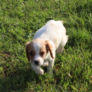 chiot Epagneul breton U4NRO des plumes des marais du Cotentin Des Plumes Des Marais Du Cotentin