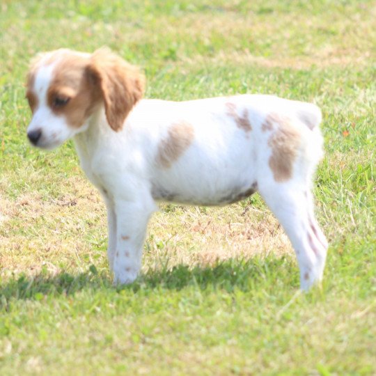 chiot Epagneul breton U4NRO des plumes des marais du Cotentin Des Plumes Des Marais Du Cotentin