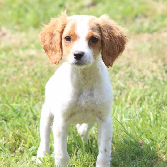 chiot Epagneul breton U4NRO des plumes des marais du Cotentin Des Plumes Des Marais Du Cotentin