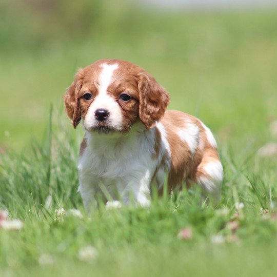 UNELLE Femelle Epagneul breton