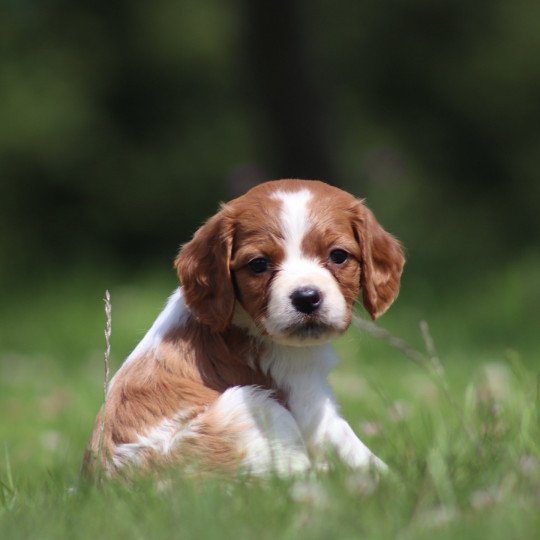 chiot Epagneul breton F-Or-Pan-Bla UF4PR Des Plumes Des Marais Du Cotentin