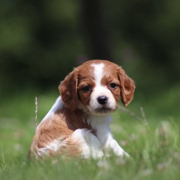 chiot Epagneul breton F-Or-Pan-Bla UF4PR Des Plumes Des Marais Du Cotentin