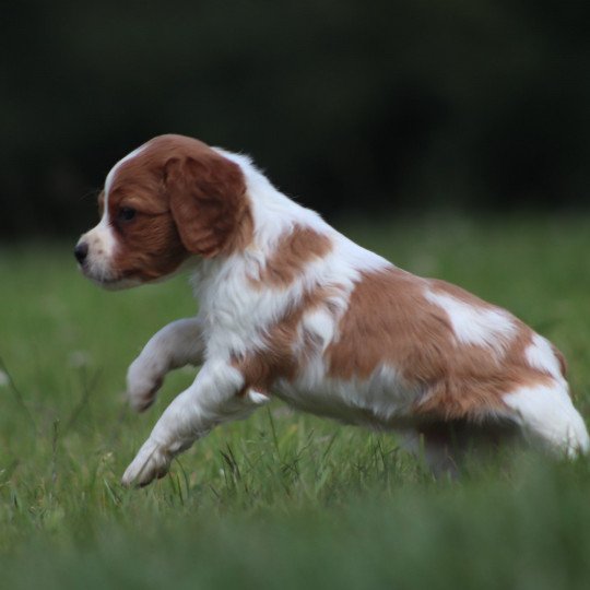 chiot Epagneul breton F-Or-Pan-Bla UF4PR Des Plumes Des Marais Du Cotentin