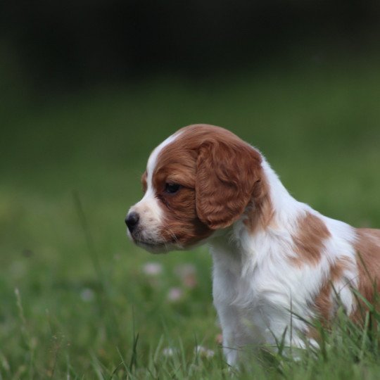 chiot Epagneul breton F-Or-Pan-Bla UF4PR Des Plumes Des Marais Du Cotentin