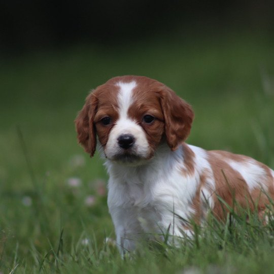 chiot Epagneul breton F-Or-Pan-Bla UF4PR Des Plumes Des Marais Du Cotentin
