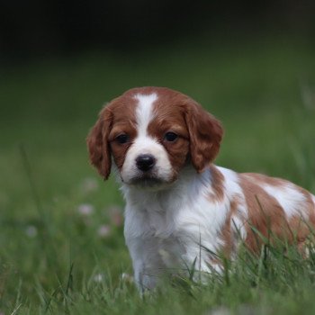 chiot Epagneul breton F-Or-Pan-Bla UF4PR Des Plumes Des Marais Du Cotentin