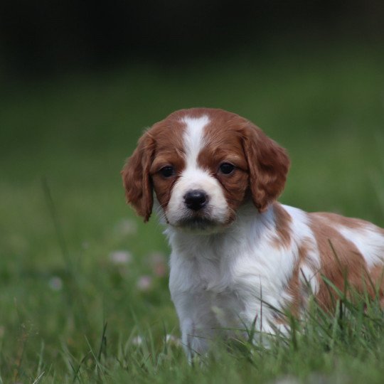 chiot Epagneul breton F-Or-Pan-Bla UF4PR Des Plumes Des Marais Du Cotentin