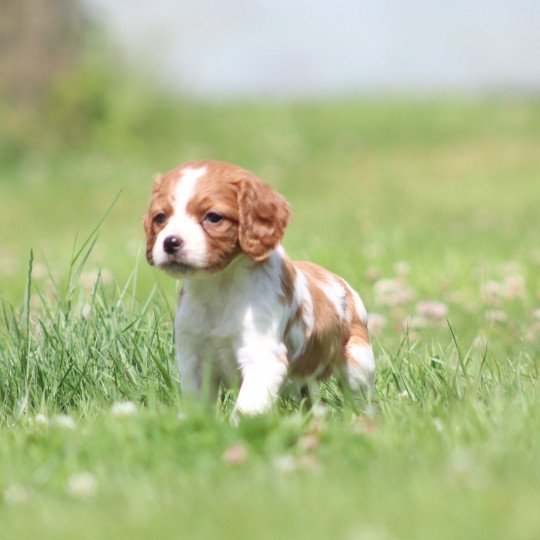 chiot Epagneul breton F-Or-Pan-Bla UF4PR Des Plumes Des Marais Du Cotentin