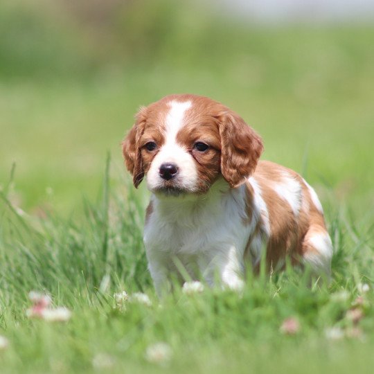 chiot Epagneul breton F-Or-Pan-Bla UF4PR Des Plumes Des Marais Du Cotentin