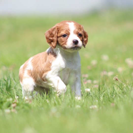 chiot Epagneul breton F-Or-Pan-Bla UF4PR Des Plumes Des Marais Du Cotentin