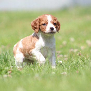 chiot Epagneul breton F-Or-Pan-Bla UF4PR Des Plumes Des Marais Du Cotentin