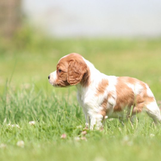 chiot Epagneul breton F-Or-Pan-Bla UF4PR Des Plumes Des Marais Du Cotentin