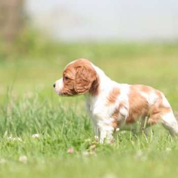 chiot Epagneul breton F-Or-Pan-Bla UF4PR Des Plumes Des Marais Du Cotentin