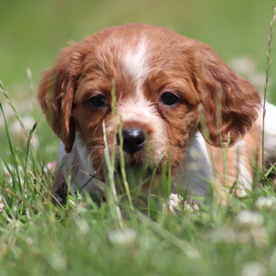 chiot Epagneul breton F-Or-Pan-Bla UF3PR Des Plumes Des Marais Du Cotentin