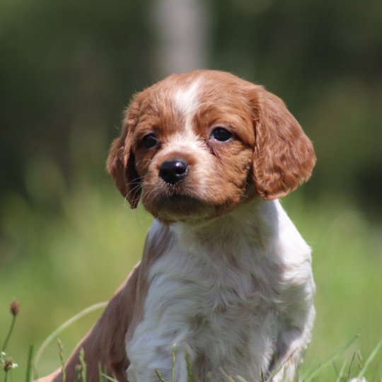 chiot Epagneul breton F-Or-Pan-Bla UF3PR Des Plumes Des Marais Du Cotentin