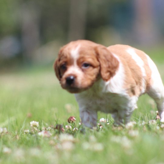 chiot Epagneul breton F-Or-Pan-Bla UF3PR Des Plumes Des Marais Du Cotentin