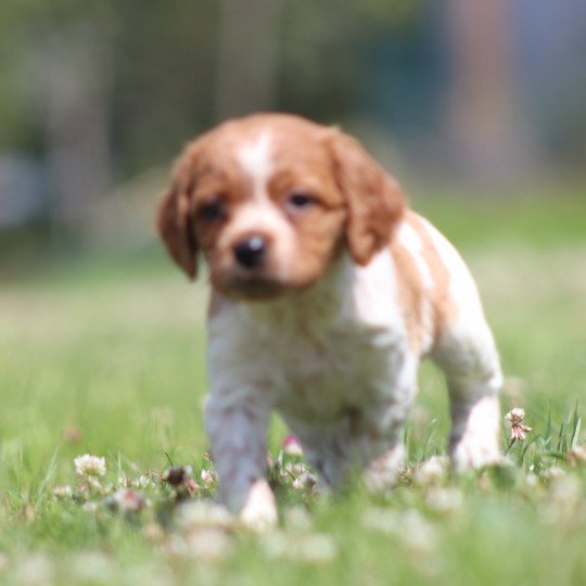 chiot Epagneul breton F-Or-Pan-Bla UF3PR Des Plumes Des Marais Du Cotentin