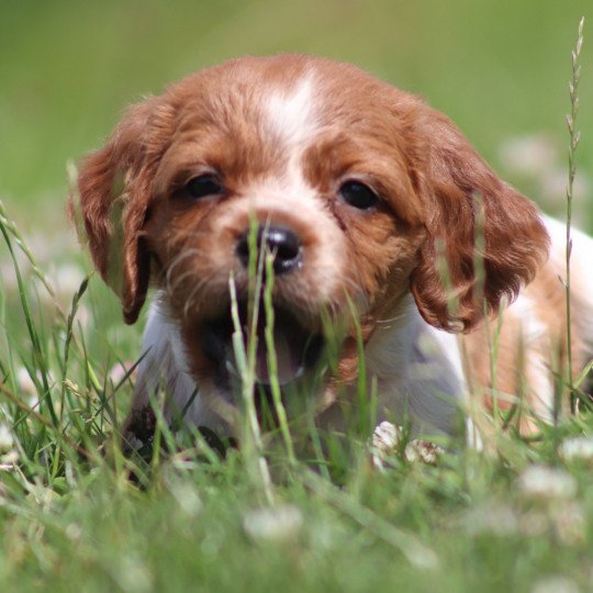 chiot Epagneul breton F-Or-Pan-Bla UF3PR Des Plumes Des Marais Du Cotentin