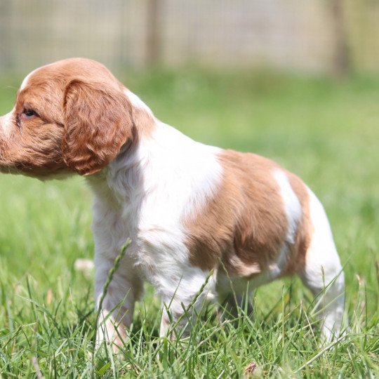 chiot Epagneul breton F-Or-Pan-Bla UF3PR Des Plumes Des Marais Du Cotentin