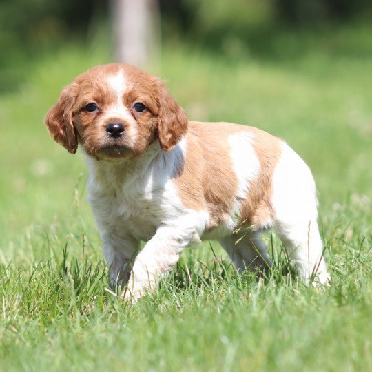 chiot Epagneul breton F-Or-Pan-Bla UF3PR Des Plumes Des Marais Du Cotentin