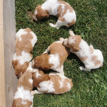 chiot Epagneul breton F-Or-Pan-Bla Des Plumes Des Marais Du Cotentin chiot Epagneul breton F-Or-Pan-Bla Des Plumes Des Marais Du Cotentin