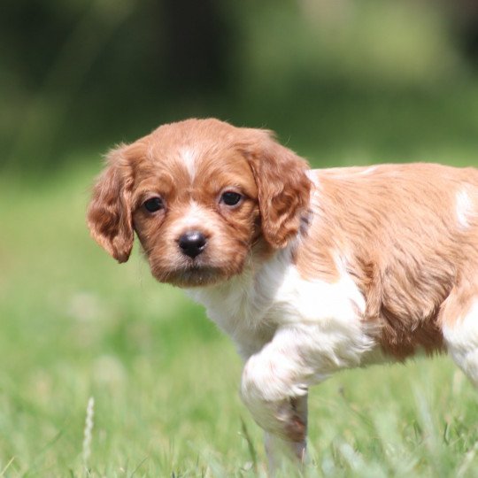 chiot Epagneul breton F-Or-Pan-Bla UF1PR Des Plumes Des Marais Du Cotentin