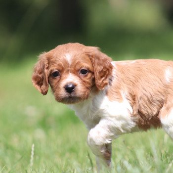 chiot Epagneul breton F-Or-Pan-Bla UF1PR Des Plumes Des Marais Du Cotentin chiot Epagneul breton F-Or-Pan-Bla UF1PR Des Plumes Des Marais Du Cotentin