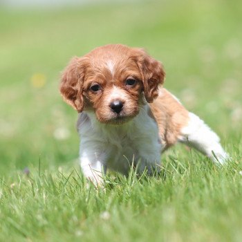 chiot Epagneul breton F-Or-Pan-Bla UF1PR Des Plumes Des Marais Du Cotentin chiot Epagneul breton F-Or-Pan-Bla UF1PR Des Plumes Des Marais Du Cotentin