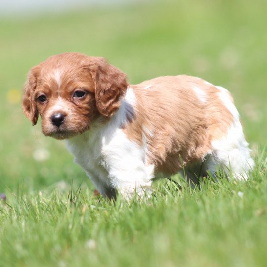 chiot Epagneul breton F-Or-Pan-Bla UF1PR Des Plumes Des Marais Du Cotentin