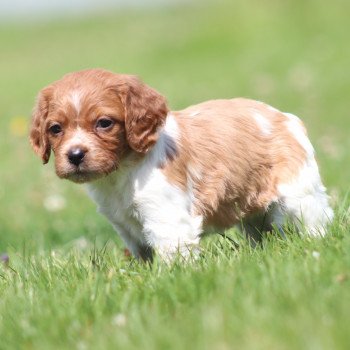 chiot Epagneul breton F-Or-Pan-Bla UF1PR Des Plumes Des Marais Du Cotentin chiot Epagneul breton F-Or-Pan-Bla UF1PR Des Plumes Des Marais Du Cotentin