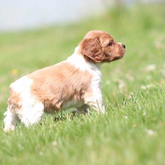 chiot Epagneul breton F-Or-Pan-Bla UF1PR Des Plumes Des Marais Du Cotentin