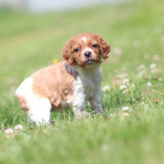 chiot Epagneul breton F-Or-Pan-Bla UF1PR Des Plumes Des Marais Du Cotentin