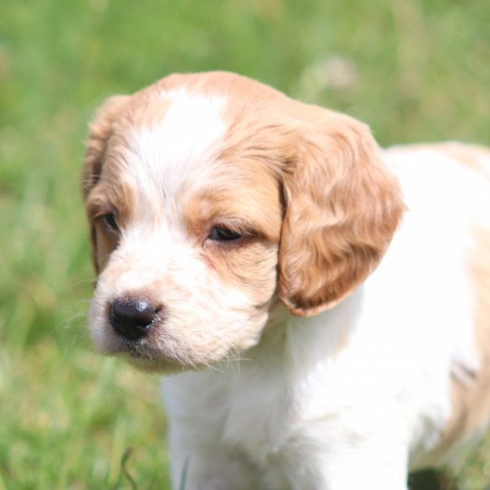 chiot Epagneul breton F-Or-Pan-Bla UM1PR Des Plumes Des Marais Du Cotentin