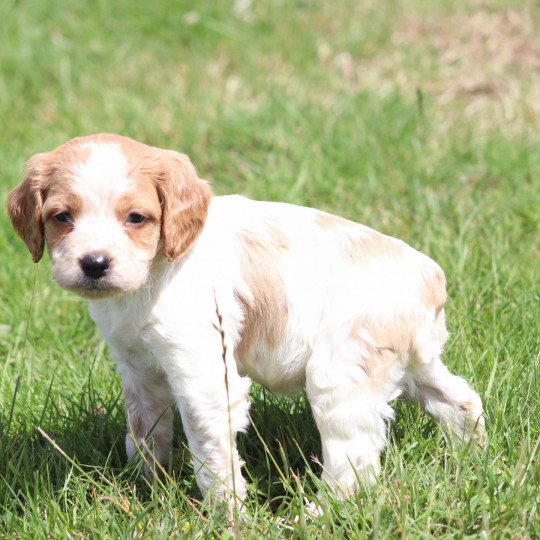 chiot Epagneul breton F-Or-Pan-Bla UM1PR Des Plumes Des Marais Du Cotentin