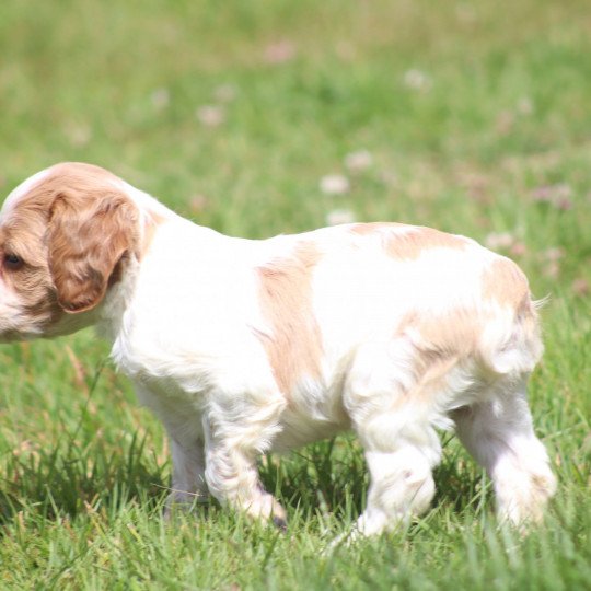 chiot Epagneul breton F-Or-Pan-Bla UM1PR Des Plumes Des Marais Du Cotentin