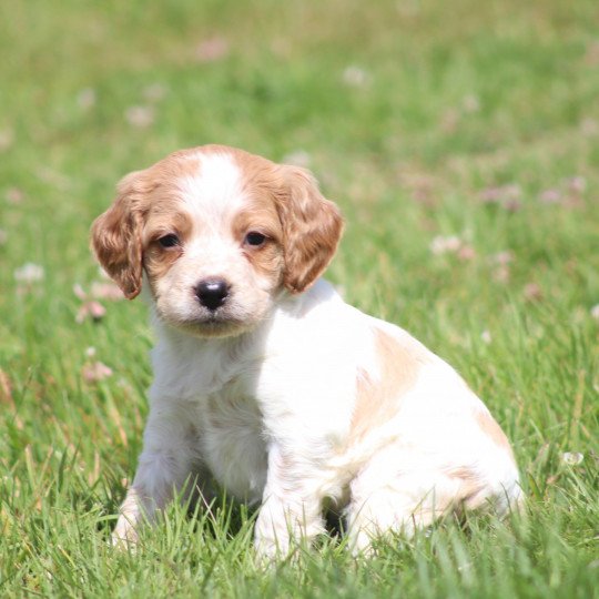 chiot Epagneul breton F-Or-Pan-Bla UM1PR Des Plumes Des Marais Du Cotentin