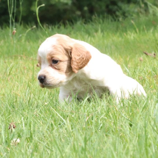 chiot Epagneul breton F-Or-Pan-Bla Des Plumes Des Marais Du Cotentin