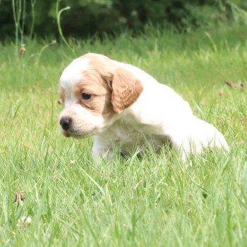 chiot Epagneul breton F-Or-Pan-Bla Des Plumes Des Marais Du Cotentin