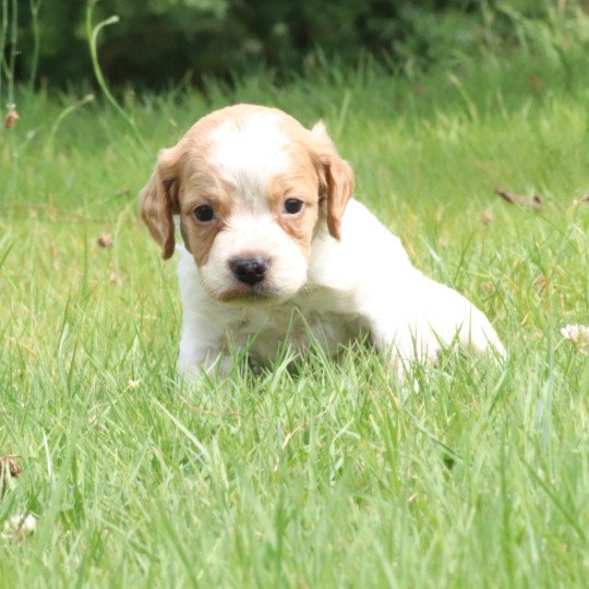 chiot Epagneul breton F-Or-Pan-Bla Des Plumes Des Marais Du Cotentin