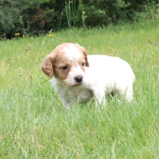 chiot Epagneul breton F-Or-Pan-Bla Des Plumes Des Marais Du Cotentin