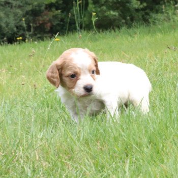chiot Epagneul breton F-Or-Pan-Bla Des Plumes Des Marais Du Cotentin