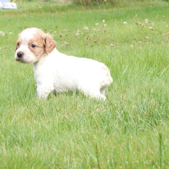 chiot Epagneul breton F-Or-Pan-Bla Des Plumes Des Marais Du Cotentin