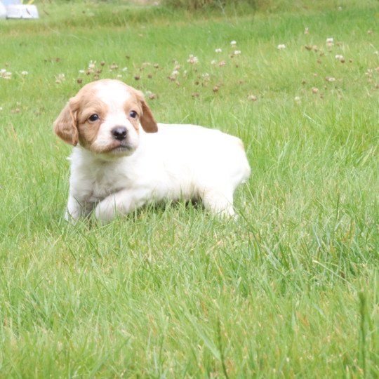chiot Epagneul breton F-Or-Pan-Bla Des Plumes Des Marais Du Cotentin