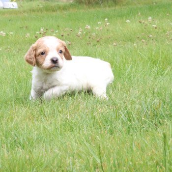 chiot Epagneul breton F-Or-Pan-Bla Des Plumes Des Marais Du Cotentin