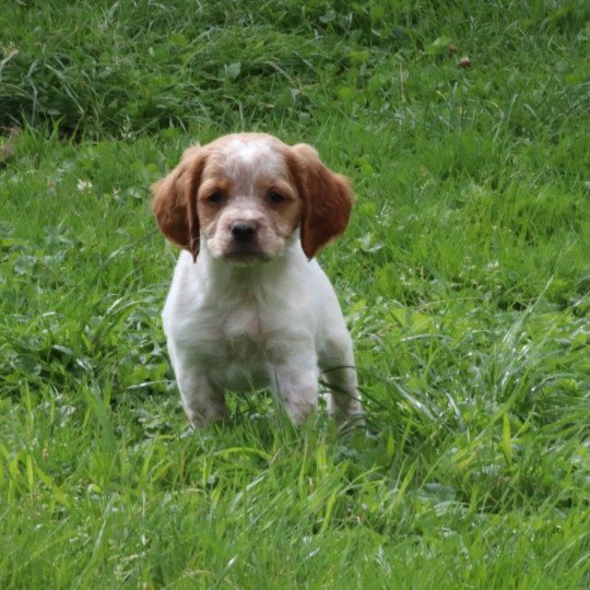 chiot Epagneul breton F-Or-Pan-Bla Des Plumes Des Marais Du Cotentin