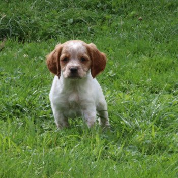 chiot Epagneul breton F-Or-Pan-Bla Des Plumes Des Marais Du Cotentin