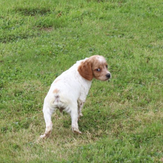 chiot Epagneul breton F-Or-Pan-Bla Des Plumes Des Marais Du Cotentin