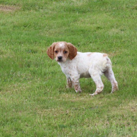 chiot Epagneul breton F-Or-Pan-Bla Des Plumes Des Marais Du Cotentin